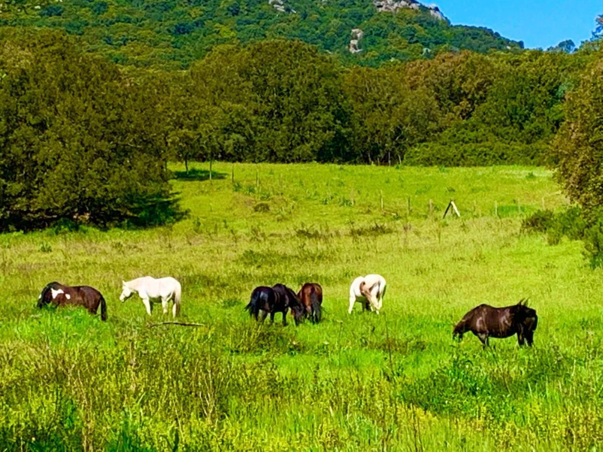 L'Aravone Lodge Sartène Buitenkant foto